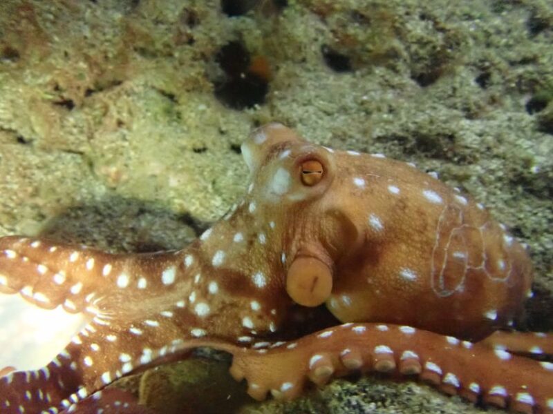 Porto Santo: Private Night Snorkeling Tour - Discovering Nocturnal Marine Life