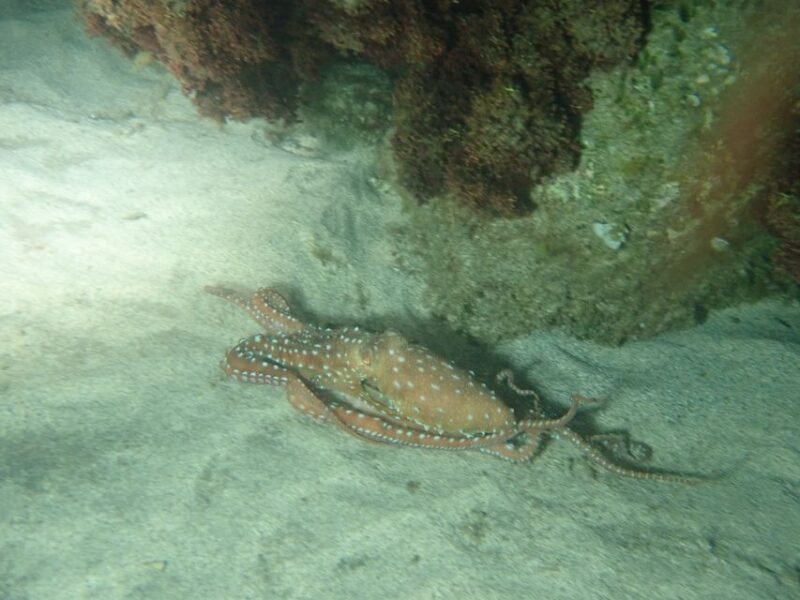 Porto Santo: Private Night Snorkeling Tour - Explore the Protected Marine Area
