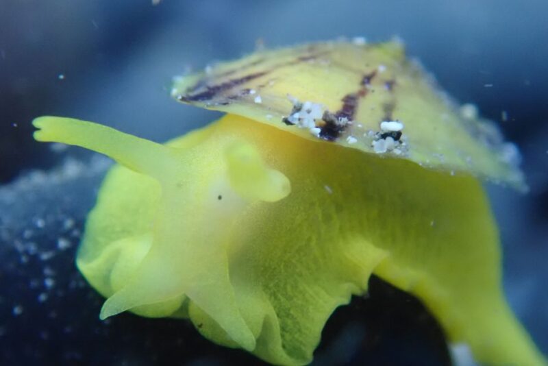 Porto Santo: Snorkeling Tour - Included Equipment