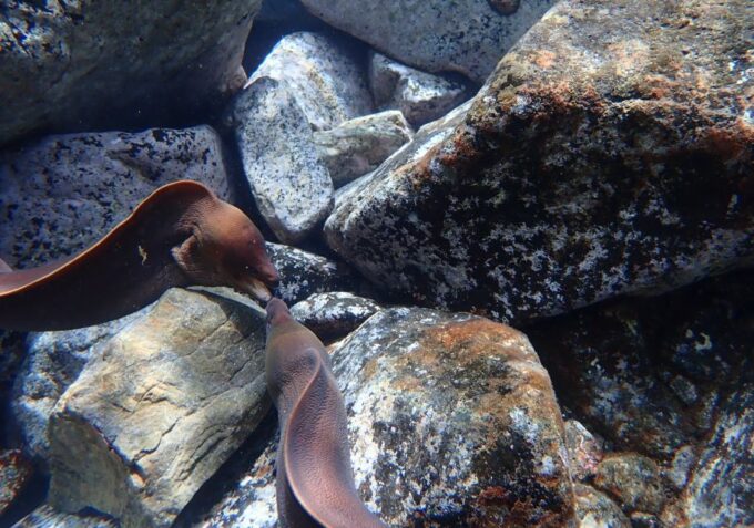 Porto Santo: Snorkeling Tour - Exploring Marine Life