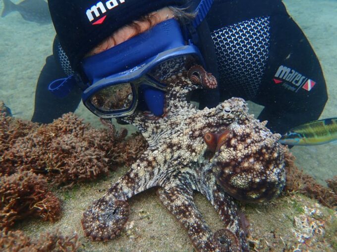 Porto Santo: Snorkeling Tour - Secret Natural Pool