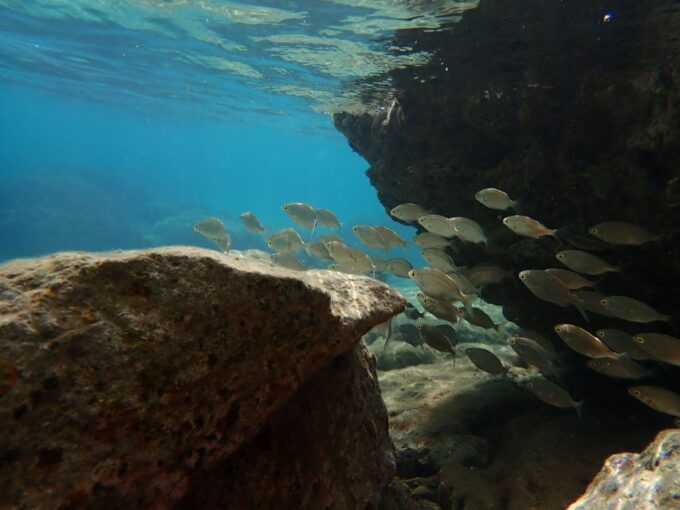 Porto Santo: Snorkeling Tour - Frequently Asked Questions