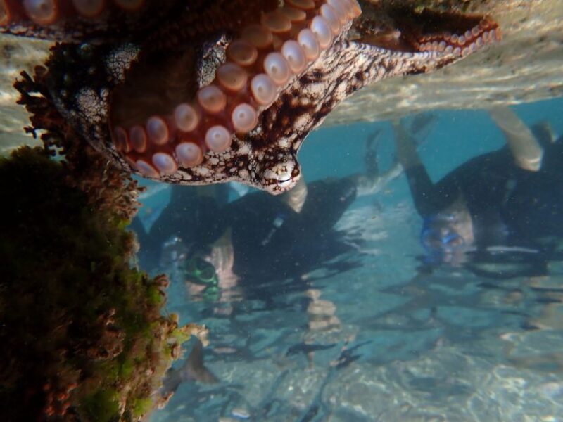 Porto Santo: Snorkeling Tour - Key Points
