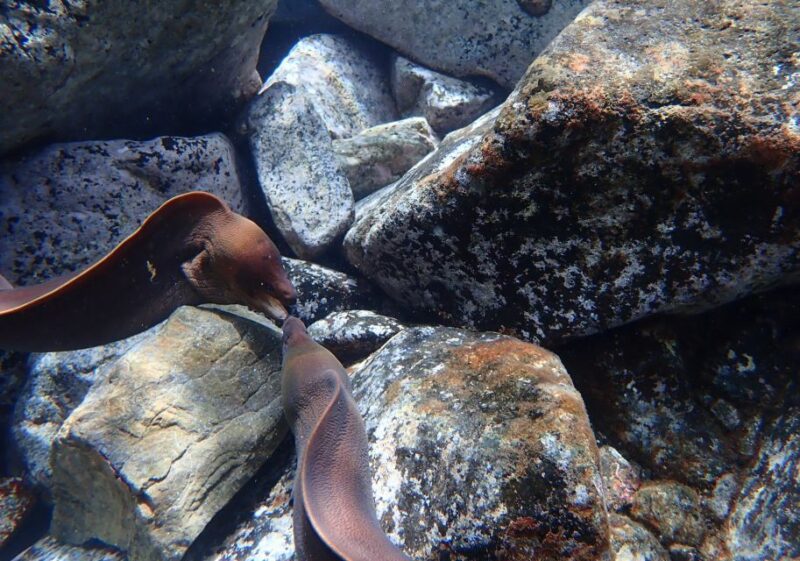 Porto Santo: Snorkeling Tour - Included Equipment