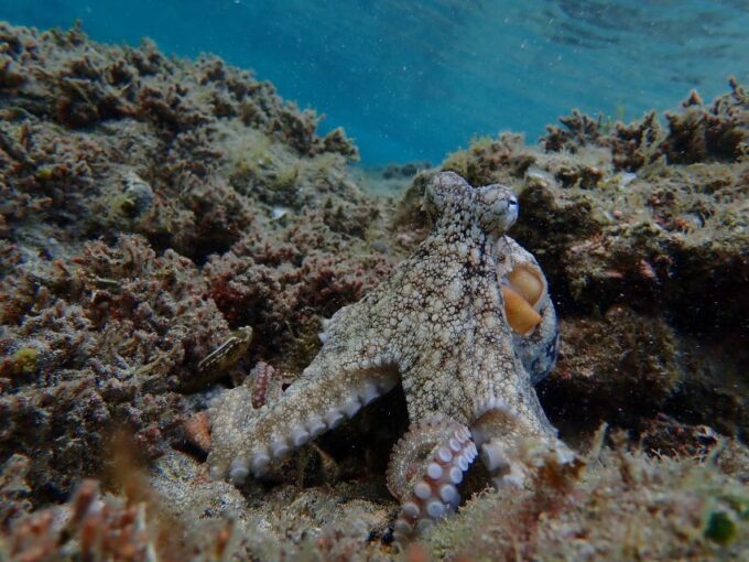 Porto Santo: Snorkeling Tour - Exploring Marine Life