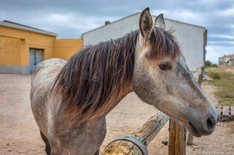 Porto Torres: Rent Your Mountain Bike to Discover Asinara - Important Information for Renters