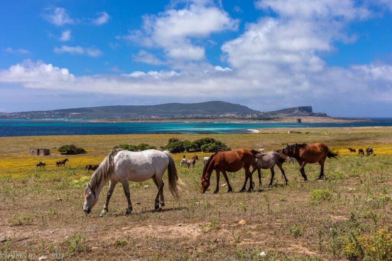 Porto Torres: Rent Your Mountain Bike to Discover Asinara - Suggested Itineraries for Exploring Asinara