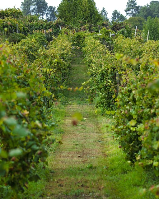 Porto: Vinho Verde Experience With 2 Wineries & Lunch - Important Information