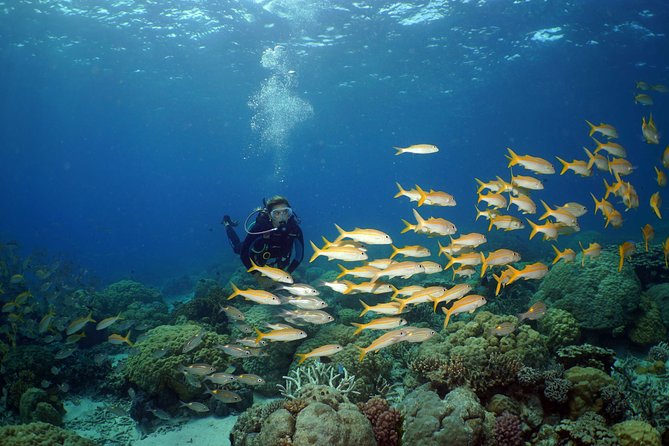 Poseidon Outer Great Barrier Reef Snorkeling and Diving Cruise From Port Douglas - Itinerary and Check-in