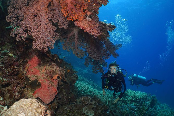 Poseidon Outer Great Barrier Reef Snorkeling and Diving Cruise From Port Douglas - Customer Feedback