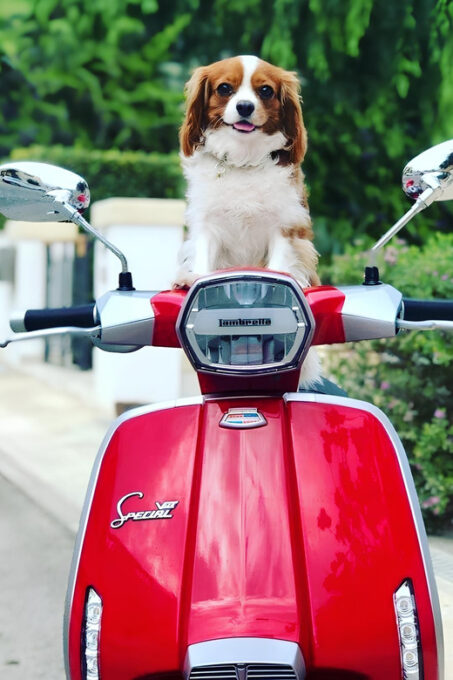 Positano: Lambretta Private Tour From Massa Lubrense - Local Insights