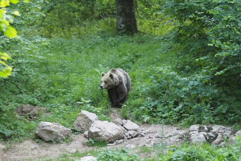 Postojna: Bear Watching Tour With Ranger and Local Guide - Itinerary and Experience