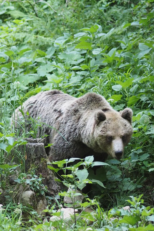 Postojna: Bear Watching Tour With Ranger and Local Guide - Customer Feedback and Ratings