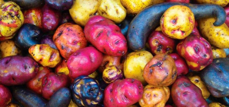Potato Park - Community-Based Tourism in the Sacred Valley - Tour Details and Pricing