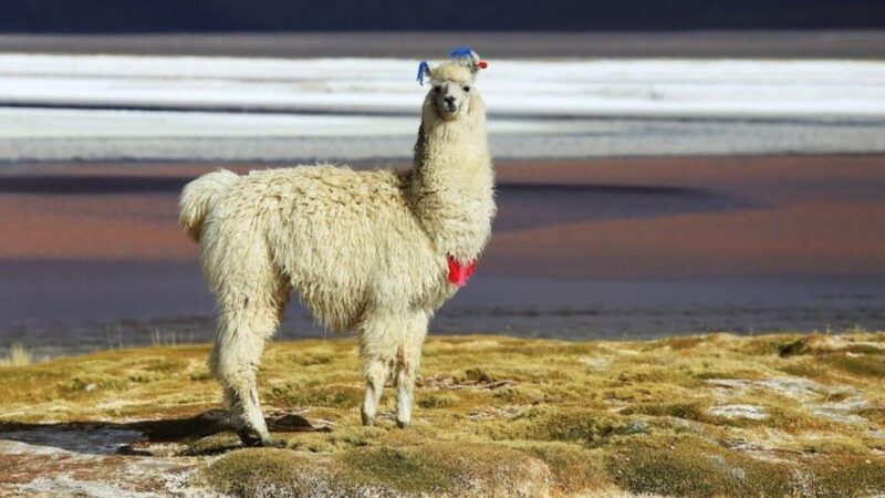 Potosi: Cerro Rico Mine Guided Tour - Booking Information