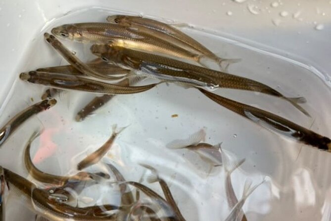 Powder Belt Pass 5 Days Ticket,Smelt Ice Fishing at Lake Kanayama - Key Points