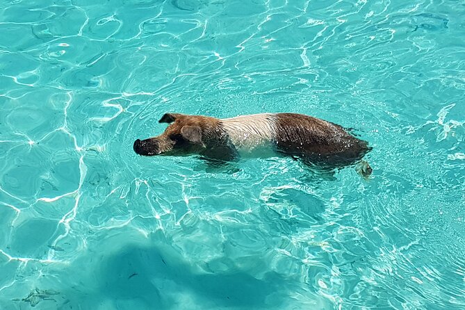Powerboat and Snorkel Experience With Swimming Pigs and Turtles - About Your Stay