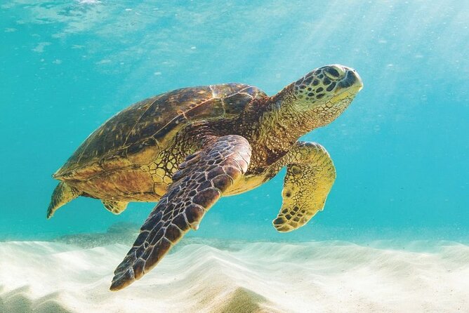Powerboat and Snorkel Experience With Swimming Pigs and Turtles - Diving Into Snorkeling Fun
