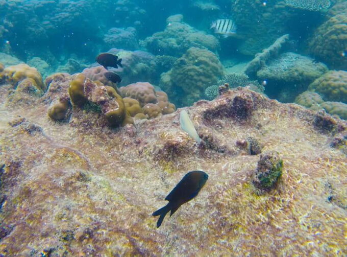 PQ: Speedboat Tour to 3 Islands in the South (CANO TRIP) - Frequently Asked Questions