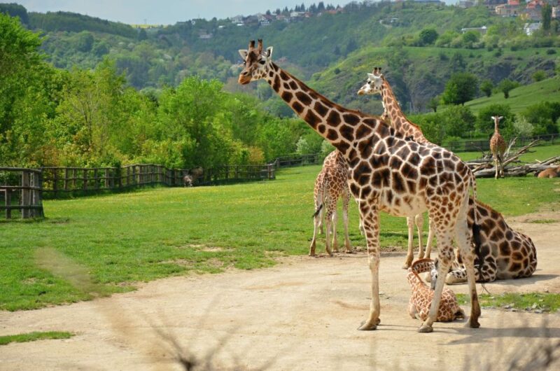 Prague: Boat Ride to the Zoo and Admission Ticket - Experience Highlights