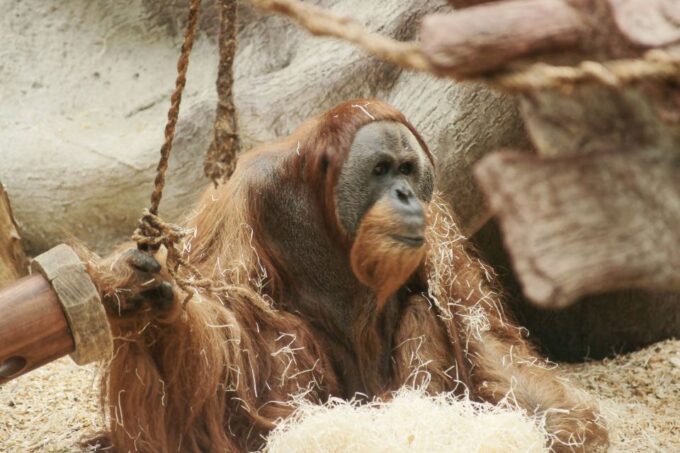 Prague: Boat Ride to the Zoo and Admission Ticket - Cancellation Policy