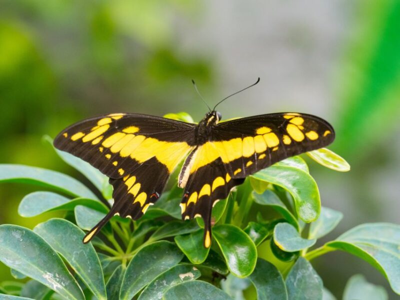 Prague: Papilonia Butterfly House - Customer Reviews and Ratings