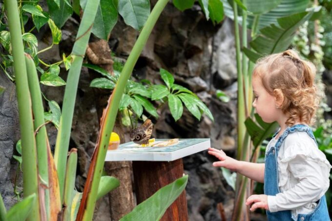 Prague: Papilonia Butterfly House - What to Expect at the Exhibit