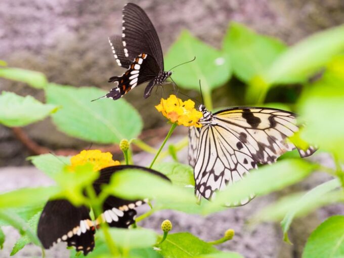 Prague: Papilonia Butterfly House - Frequently Asked Questions