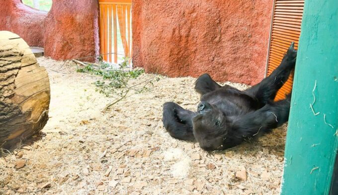 Prague: Prague Zoo Audio Guide With E-Ticket - Languages and Map Options