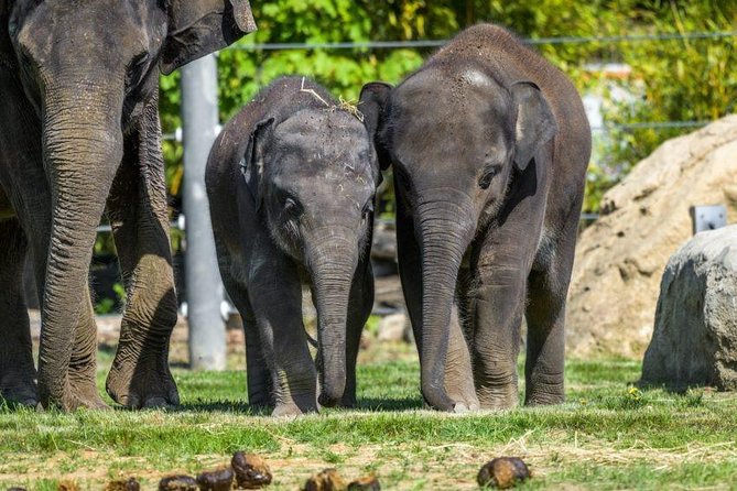 Prague Zoo Admission Ticket Including Round Trip Transfer - Ticket and Pricing Details