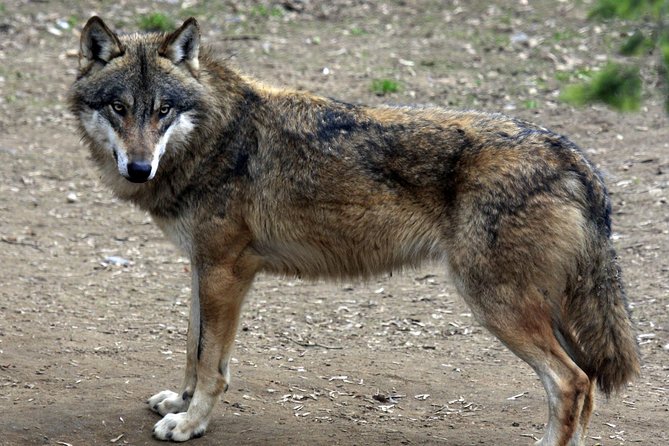 Prague Zoo Admission Ticket Including Round Trip Transfer - Highlights of the Attraction