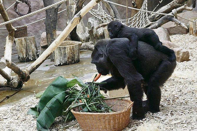 Prague Zoo Admission Ticket Including Round Trip Transfer - Booking and Cancellation Policy