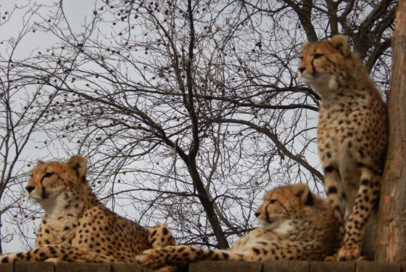 Prague Zoo Skip-the-line Tickets and Private Transfers - Highlights of the Experience