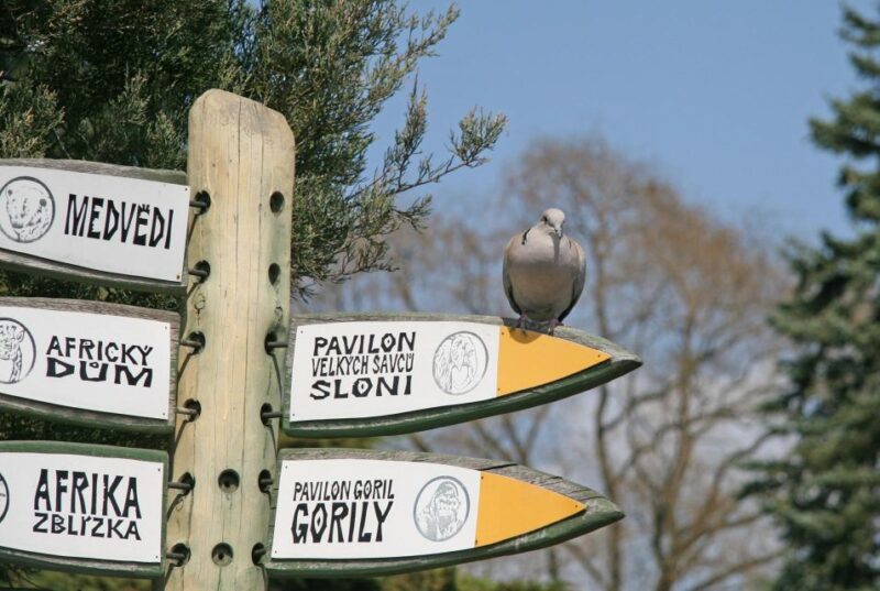 Prague Zoo Skip-the-line Tickets and Private Transfers - Transportation Arrangements
