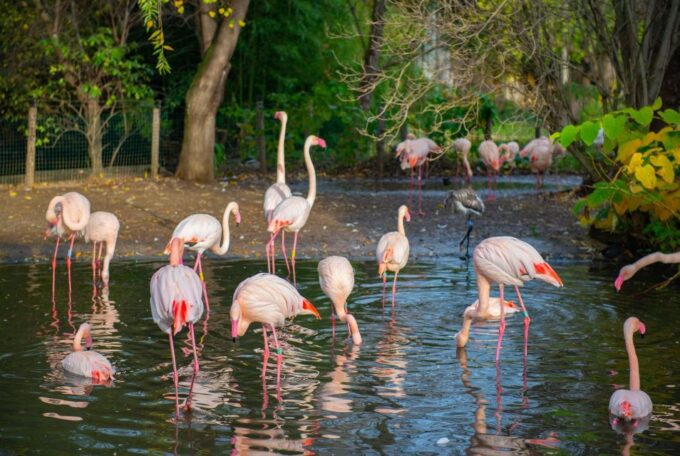 Prague Zoo Skip-the-line Tickets and Private Transfers - Booking and Reservations