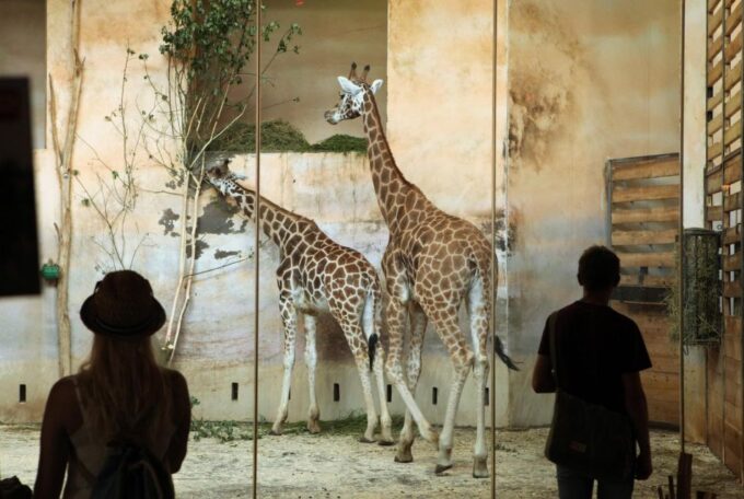 Prague Zoo Skip-the-line Tickets and Private Transfers - Frequently Asked Questions