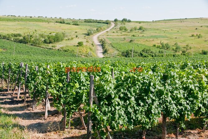 Prahova Salt Mine & Wine Tasting - Private Day Tour From Bucharest - Pickup and Start Time