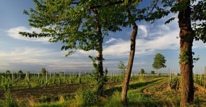 Pramaggiore: Ornella Bellia Winery Guided Tour & Tasting - Delightful Wine Tasting Options