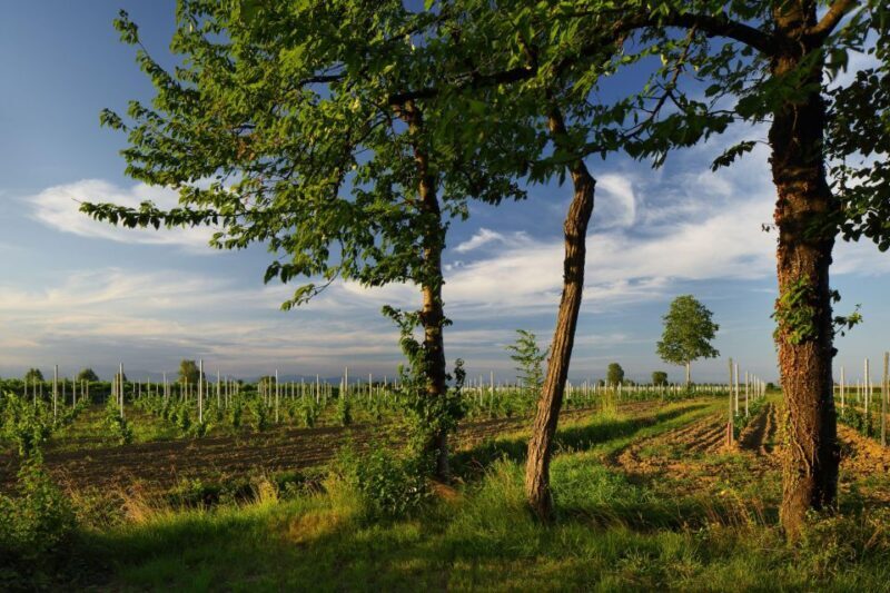 Pramaggiore: Ornella Bellia Winery Guided Tour & Tasting - Accessibility and Amenities at the Winery