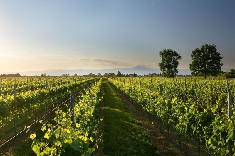 Pramaggiore: Ornella Bellia Winery Guided Tour & Tasting - Since Your Asked