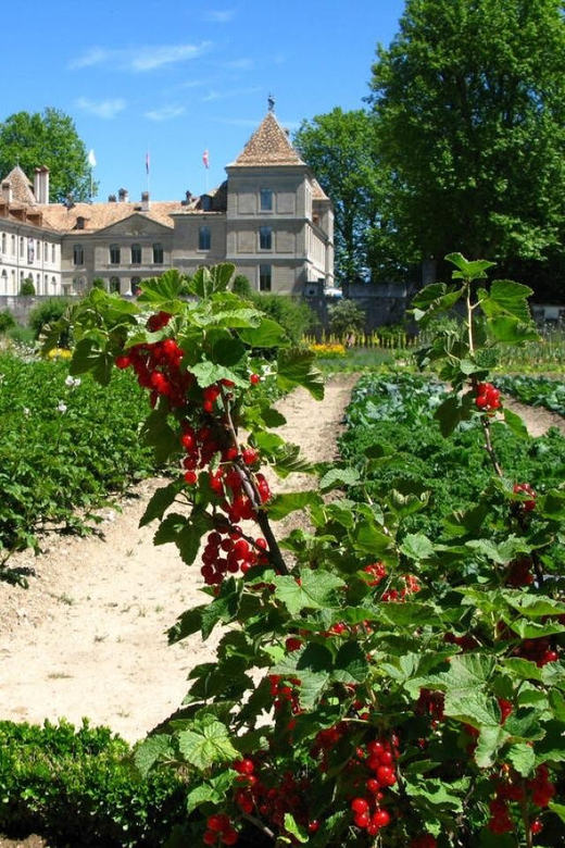 Prangins, Lake Geneva: Château De Prangins Entry Ticket - Visitor Information