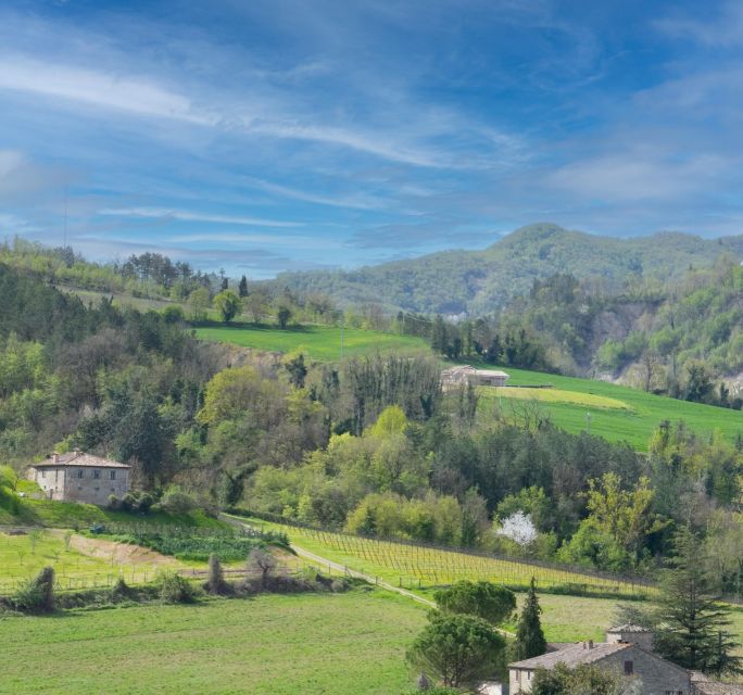 Predappio: Wine Tasting and Vineyard Tour Experience - Itinerary Details