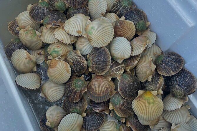 Premier Scalloping Adventure on Florida's Nature Coast - Transportation, Timing, and Practicalities