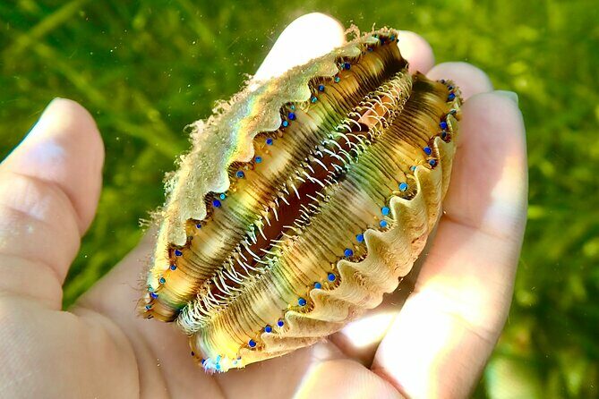 Premier Scalloping Adventure on Florida's Nature Coast - FAQ