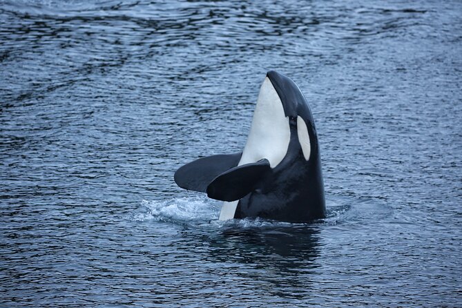 Premier Whale Watching and Wildlife Tour - Pickup Information