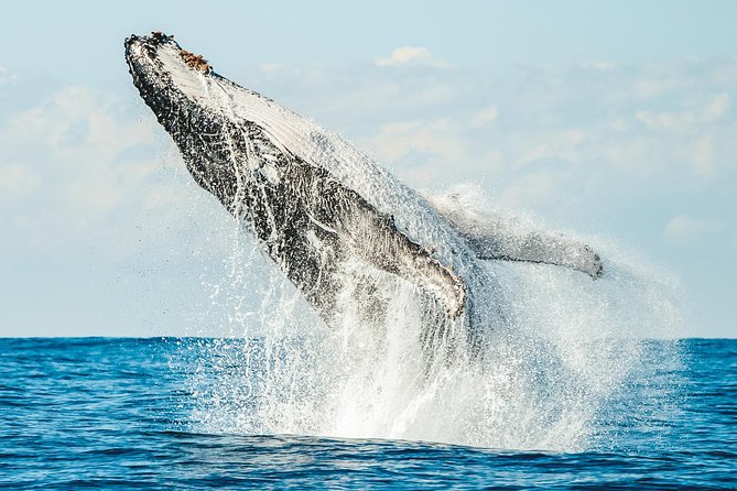 Premier Whale Watching Byron Bay - Tour Details and Inclusions
