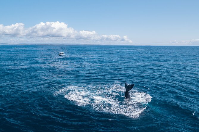 Premier Whale Watching Byron Bay - Marine Biologist Guide