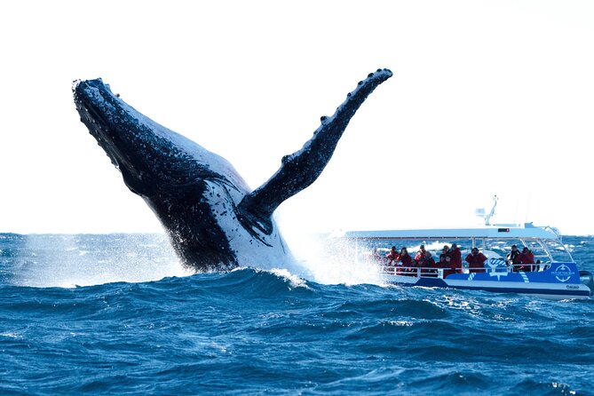 Premier Whale Watching Byron Bay - Free Digital Photos