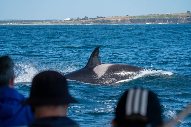 Premier Whale Watching Byron Bay - Additional Important Information