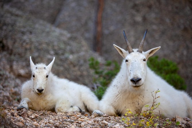 Premiere Private Black Hills Tour: Mt Rushmore, Crazy Horse & Custer State Park - Cancellation Policy